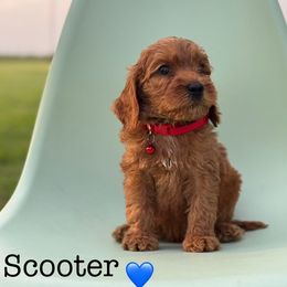 Boy 3 - Red male Australian Labradoodle puppy in Waco, Texas from RainPuddle's Labradoodles