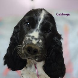 Cabbage - White and black male English Springer Spaniel puppy in Brodhead, Wisconsin from Pinwheel Acres