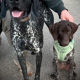German Shorthaired Pointer Puppies from Howell Farm GSP