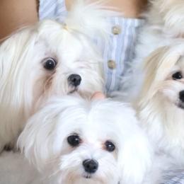 Maltese from Angelic Maltese