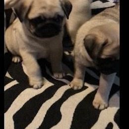 Pug Puppies from Pickwick Pugs