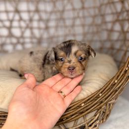 Ricotta BLUE EYES - Brown merle male Aussiedoodle puppy in Sweetwater, Florida from Sandy Snout Doodles