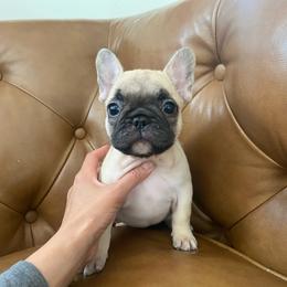 Bijou - Fawn female French Bulldog puppy in Sidney Center, New York from iFrenchi