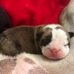 Ron Weasley - Red Collar - Fawn brindle and white male Bulldog puppy in Krum, Texas from K & K Little Blessings