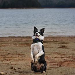 Border Collie Puppies from Lone Wolf Ranch