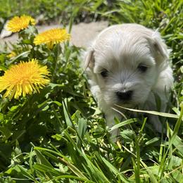 Blade - Yellow - White male Coton de Tulear puppy in Rubicon, Wisconsin from Darryl's Cotons de Tulear