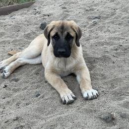 Anatolian Shepherd Dog Puppies from Fiddler’s Dream Anatolians
