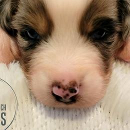 Australian Shepherds from Work 'n' Ranch Aussies LLC