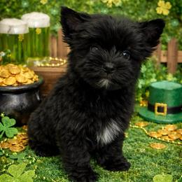 Midnight - Black and tan male Yorkshire Terrier puppy in Parma Heights, Ohio from Yorkie Darlings ANGELHEARTS YORKIES