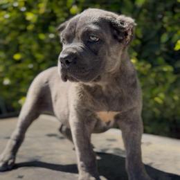 Female 2 - Gray brindle female Cane Corso puppy in California from Donato Kennels