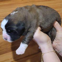 Esther - Brown and white female Saint Bernard puppy in Lowpoint, Illinois from Minnie's Majestic Saints