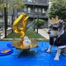 Miniature Schnauzer Puppies from Sugarbaby Kennel