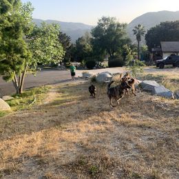 German Shepherd Puppies from Four Pines Ranch