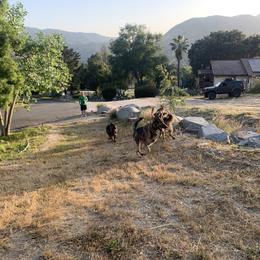 German Shepherd Puppies from Four Pines Ranch