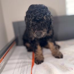 Cavapoo and Goldendoodle Puppies from Dori