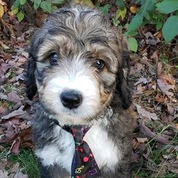Bernedoodle, Goldendoodle, and Poodle Puppies from Granton Creek