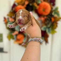 Stitch(Blue) - Red  male Poodle puppy in Stuart Fl, Florida from Lincoln & Lady Co.