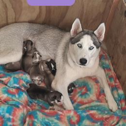 Suka - Siberian Husky