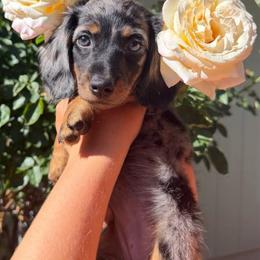 Channel Dapple girl number 1 - Dapple female Dachshund puppy in Stockton, California from Wiggles & Wags Dachshund's
