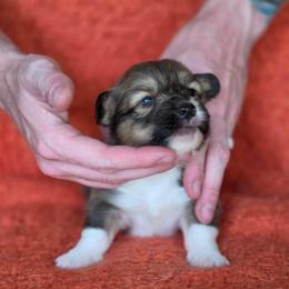 Harry - Sable male Pembroke Welsh Corgi puppy in Tallahassee, Florida from Koko's Korgis