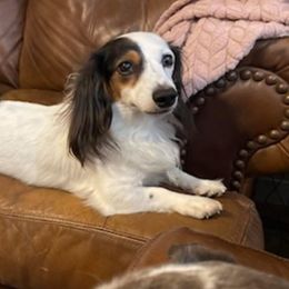 Snoopy - Dachshund