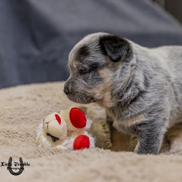 Australian Cattle Dog Puppies from Littletrouble Cattle Dogs