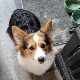 Matilda - Pembroke Welsh Corgi