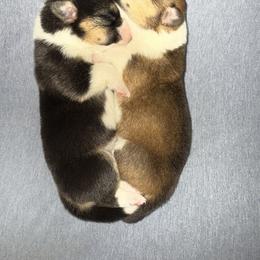 Pembroke Welsh Corgi Puppies from S7 Corgis and Chaos