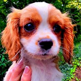 Brielle - Blenheim female Cavalier King Charles Spaniel puppy in Watsontown, Pennsylvania from Huntsman Cavaliers