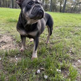 French Bulldog Puppies from Black Water Frenchies