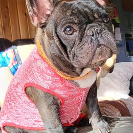 Boxers and French Bulldogs from Streamline Boxers & French Bulldogs