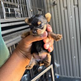 Female 3 - Blue and gold female Yorkshire Terrier puppy in Pomona, California from Carbajal Yorkshire Terriers