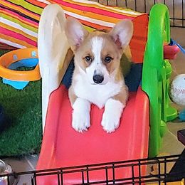 Cardigan Welsh Corgi Puppies from Solstice Kennels