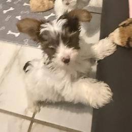 Zulla AKC - Chocolate, tan and white female Yorkshire Terrier puppy in Labelle, Florida from Chocolate and Parti Yorkies in Florida