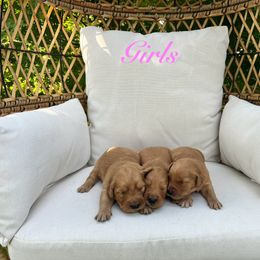 Golden Retriever Puppies from Clover Creek Goldens