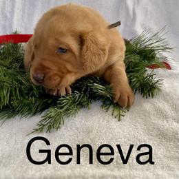 Geneva - Yellow female Labrador Retriever puppy in Mineral, Virginia from Canine Assist