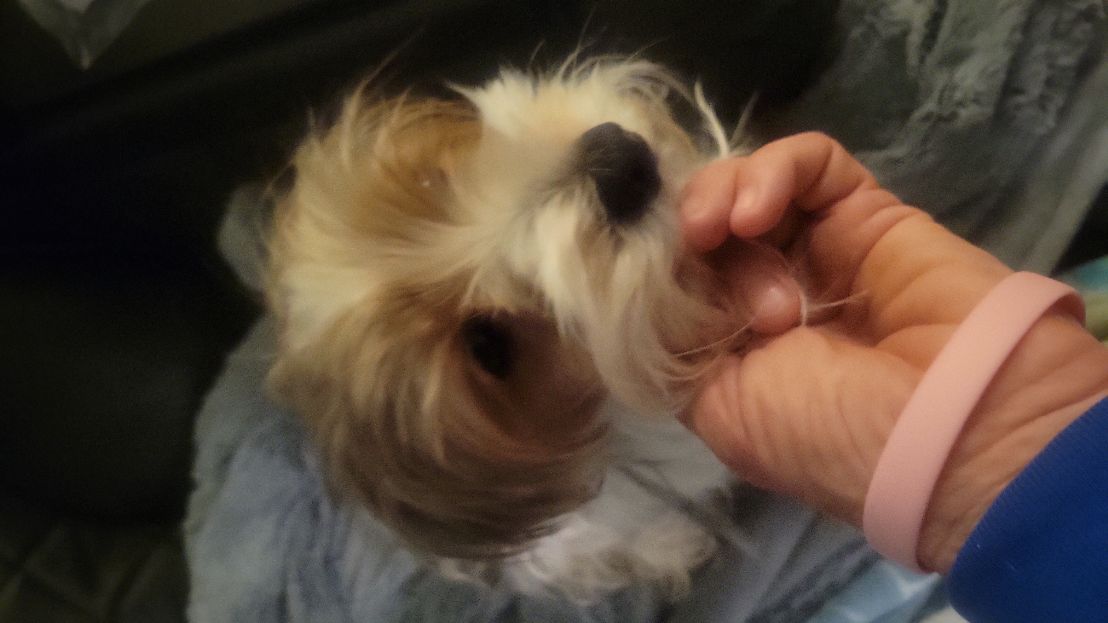 Lilly - Yorkshire Terrier