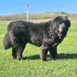 Wrenfield - Newfoundland