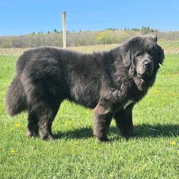Wrenfield - Newfoundland