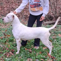 Mia - Dogo Argentino