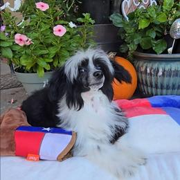 Indigo Long Star Angel - Black and white male Chinese Crested puppy in Amarillo, Texas from Victoria's Chinese Cresteds Long Star Angels