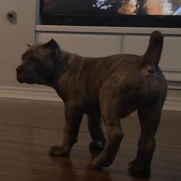 Cane Corso Puppies from Majestic Pride Cane Corso LLC