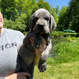 Zephyr - Blue male Great Dane puppy in Beulah, Michigan from Northwood Euro Danes and Bassets