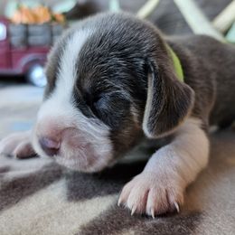 Blue tri boy - Blue tan and white male Beagle puppy in Spring Branch, Texas from Lost Trail Kennels