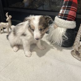 Bandit - White blue merle male Shetland Sheepdog puppy in Greenwood, Indiana from Midwest Shelties