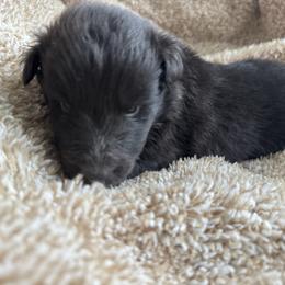 Bi Black Male 2 - Black and white male Shetland Sheepdog puppy in Shirley, Arkansas from Lucky Pups
