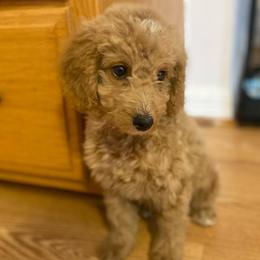 Russel - Apricot male Goldendoodle puppy in Bentonville, Arkansas from Bentonville Doodles