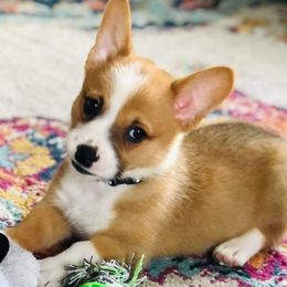 Pembroke Welsh Corgi Puppies from Rose Water Corgis