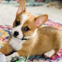 Pembroke Welsh Corgi Puppies from Rose Water Corgis