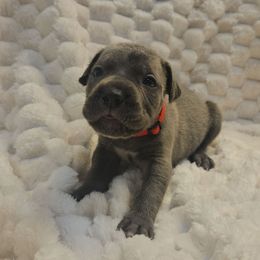 Red collar - Gray female Cane Corso puppy in Fritch, Texas from Carrie Brown's Cane Corsos